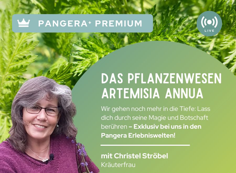 Pangera-Experten-Erlebniswelten-christel-ströbel-artemesia-annua